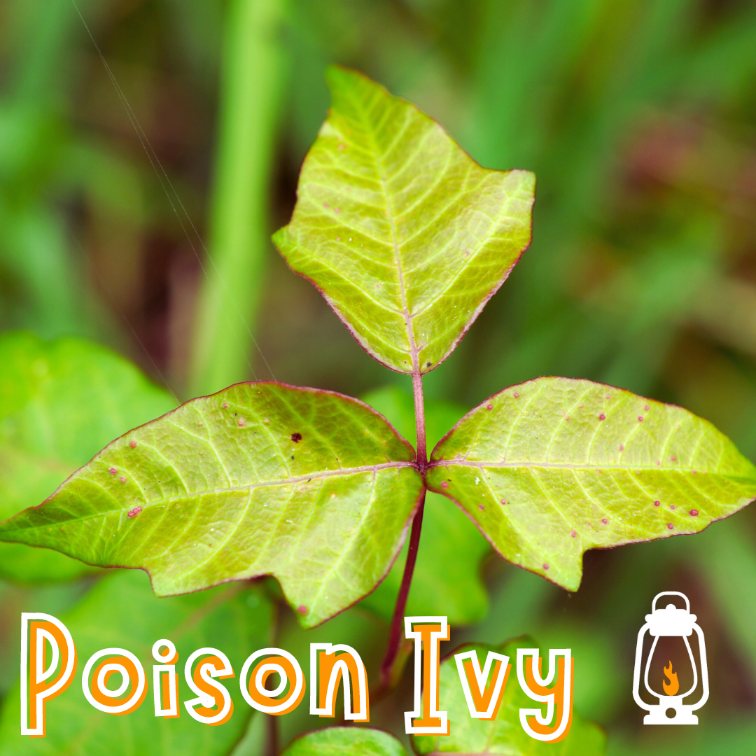 Poison Ivy: Leaves of three, leave it be