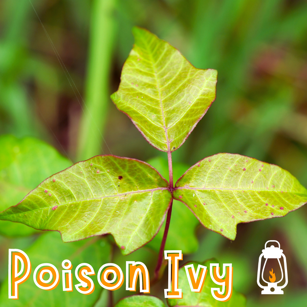 Poison Ivy: PART ONE - What's up with Poison Ivy Anyway